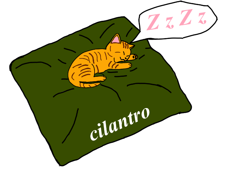 Cilantro durmiendo